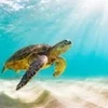 ありがとうございますのサムネイル