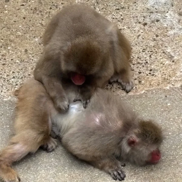 本日急遽出勤🏠