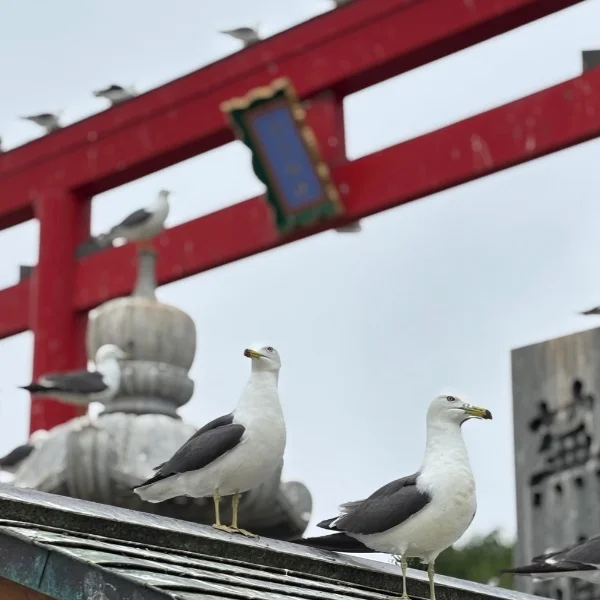お世話になります