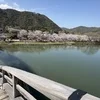 お花見の季節だ〜🌸のサムネイル