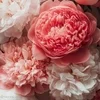 peony