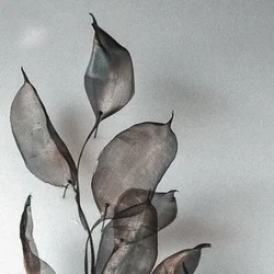 peony