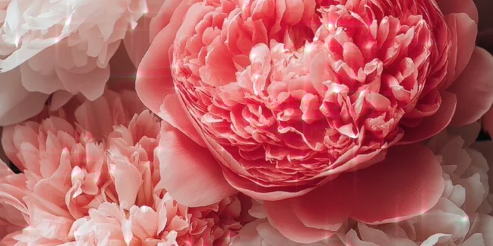 peony