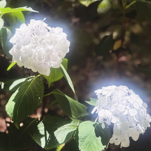 本日もよろしくお願いします 💐