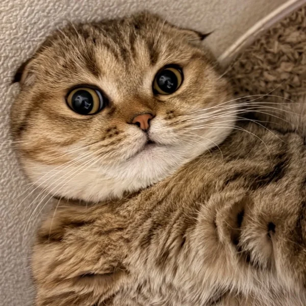 明日のご案内
