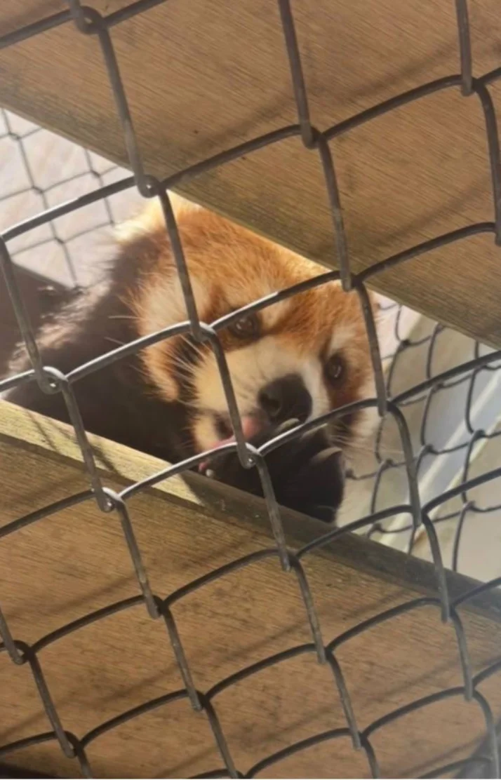 動物園で癒やされてきたよ🐾