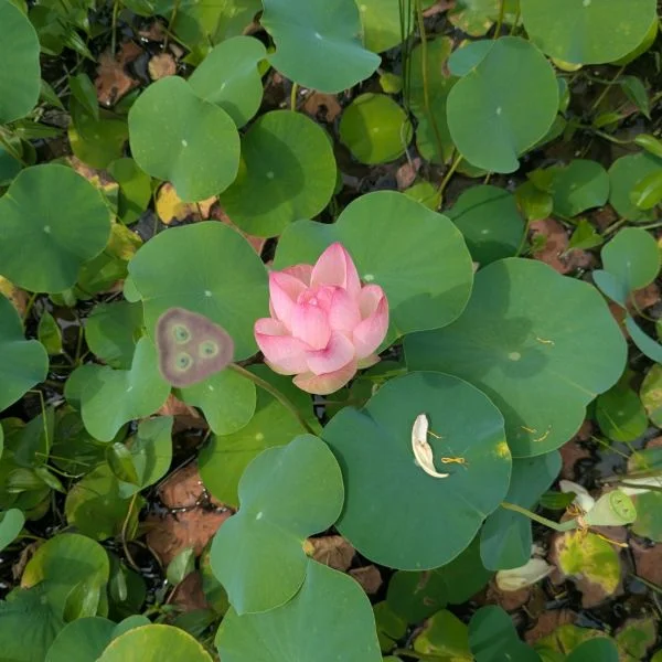 明日は❤❤❤