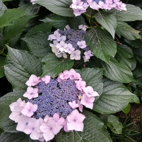 梅雨の花に