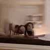 ルリ