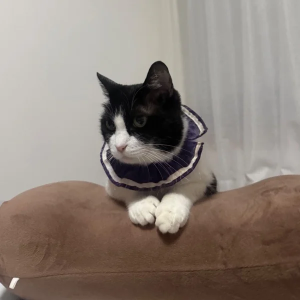 本日11時半～17時UP(17時にはお部屋出ます)