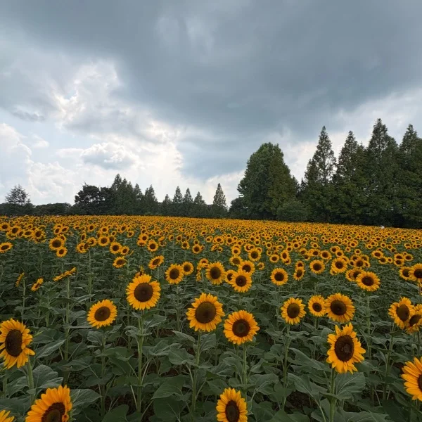 昨日向日葵🌻みにいった