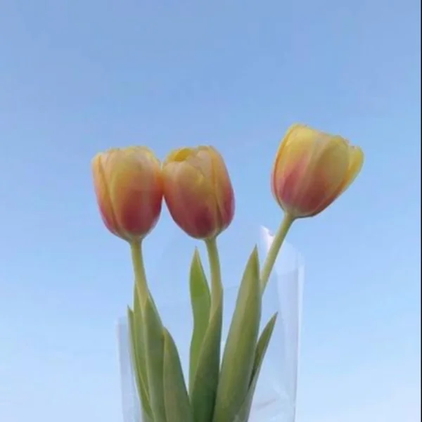 ありがとう🤍