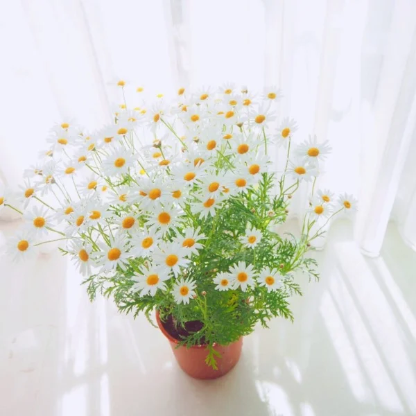 ありがとう🈵✨