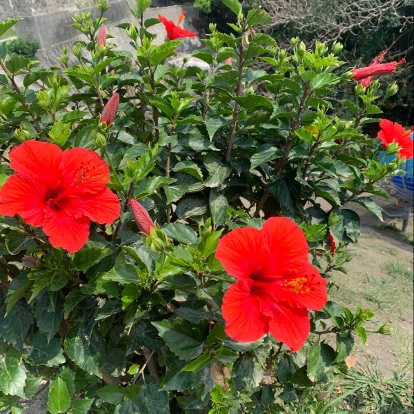 今週の出勤日🌼