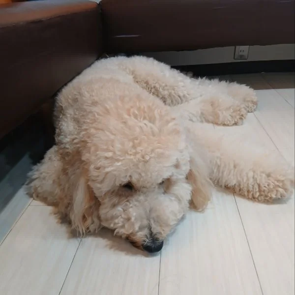 お礼