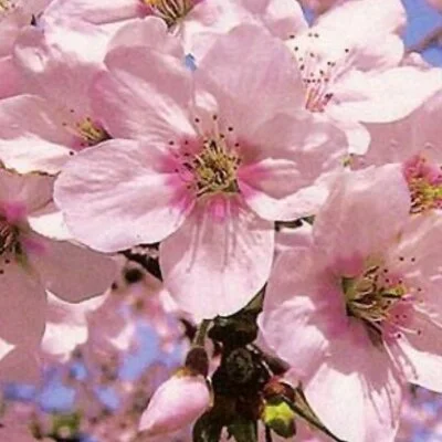 福山熟女薔薇のメリットイメージ(2)