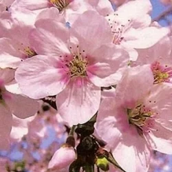 お店のコースその3