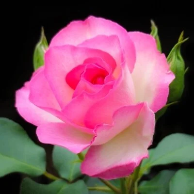 🌹60分コース 🌹60分コース