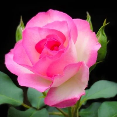 🌹90分コース 🌹90分コース