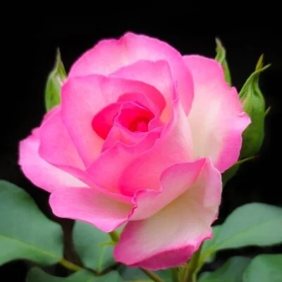 🌹120分コース 🌹120分コース