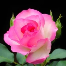 福山熟女薔薇