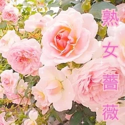 福山熟女薔薇