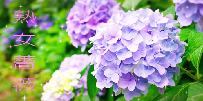 福山熟女薔薇