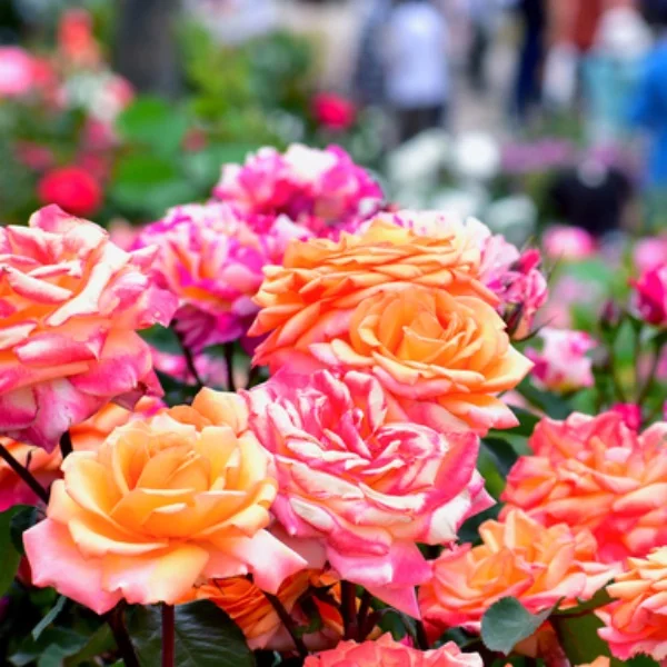 🌹ありがとうございました🌹