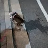 🌸おはようございます🌸のサムネイル