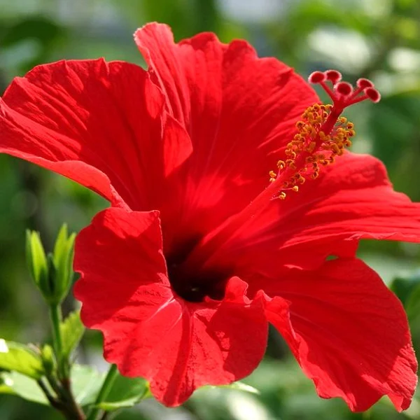 🌺華金🌺