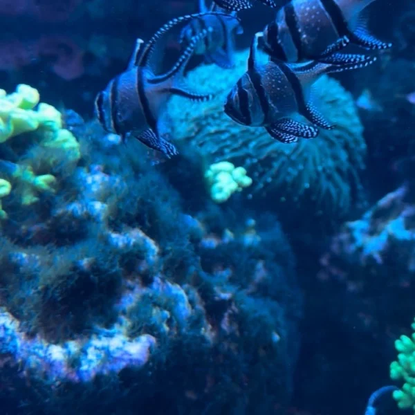 🐠🩵🐠🩵