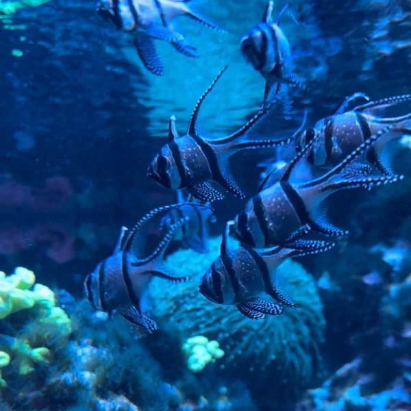 🐠🪼🐬