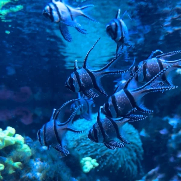 🐠🪼🐠🪼