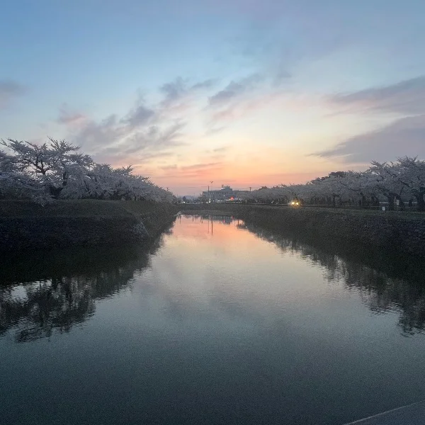 先週お散歩で桜見に行ったよ