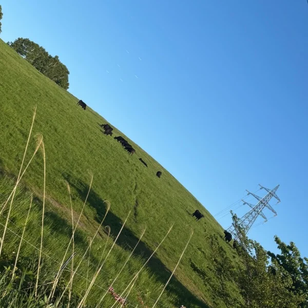 おはようございます🌷
