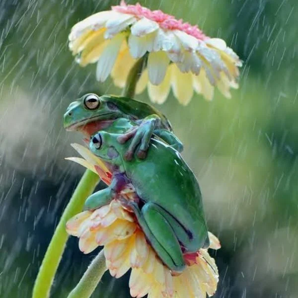 雨の日って浮腫むよね