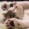 何を求めて利用されるのか・・・・・のサムネイル