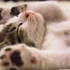 何を求めて利用されるのか・・・・・のサムネイル