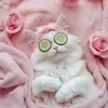 ✨ セラピスト大募集！採用強化中💖 ✨  のサムネイル
