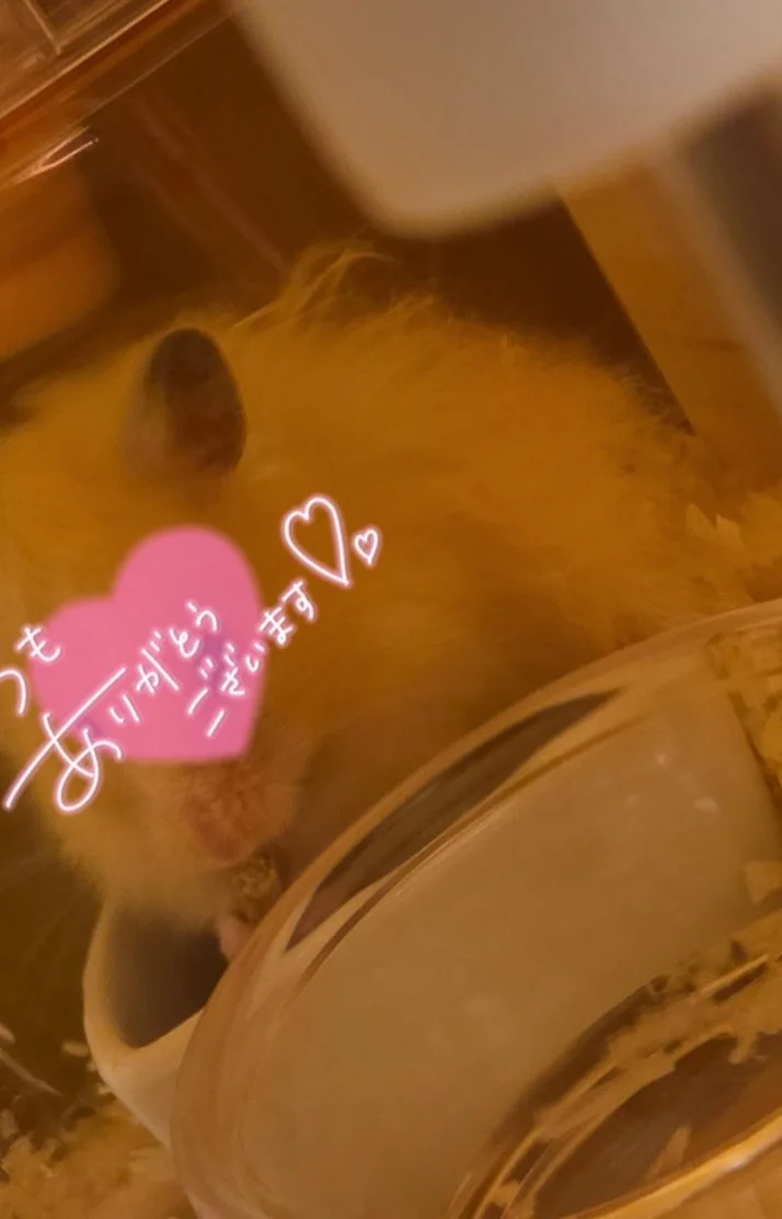 親友と🐹と🐰