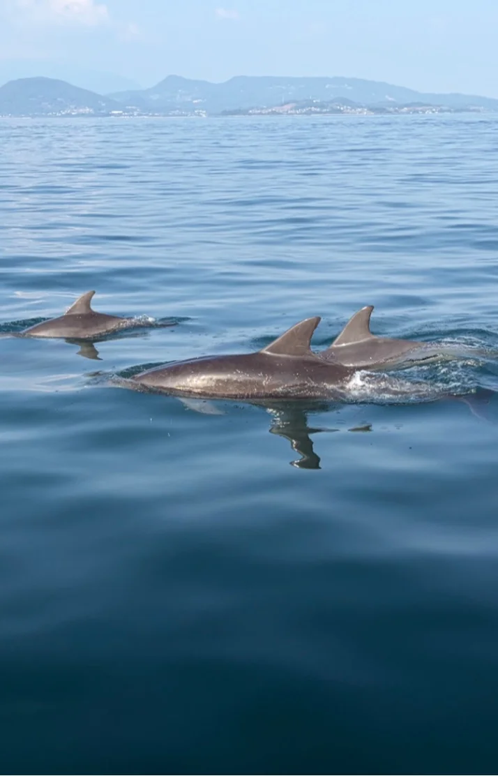 野生のイルカに会ってきました🐬