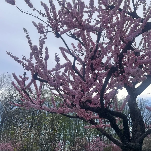 明日から出勤🌸·°