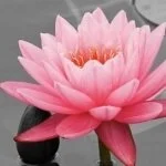 採用担当の立花さん