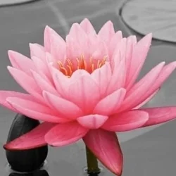 お店のコースその2