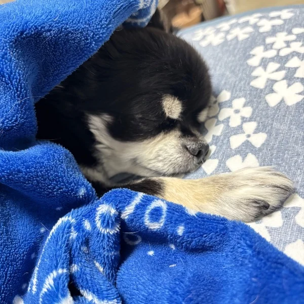 また……(っ'ヮ')╮三🧊🧊🧊