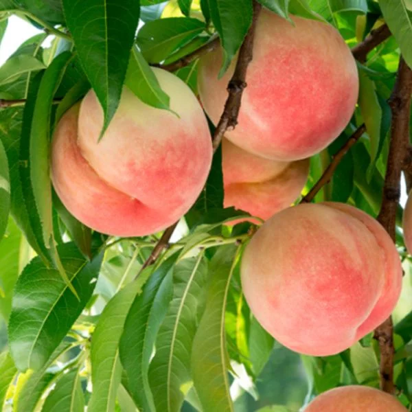 🍑夏バテ防止🍑