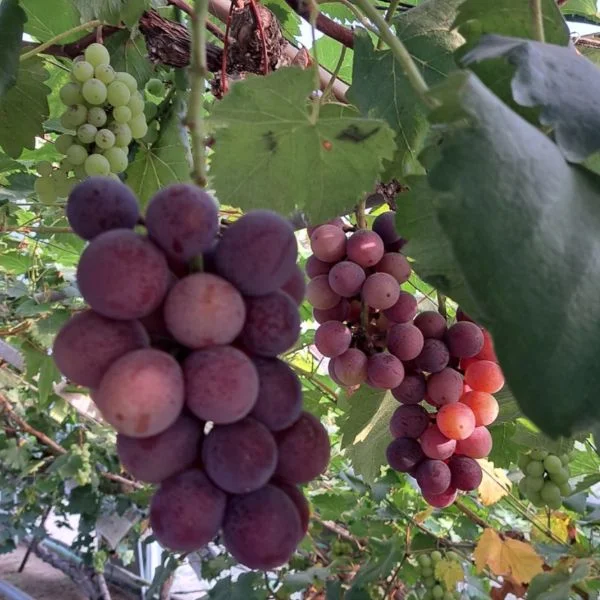 出荷時期🍇