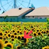 🌻はなさん🌻
