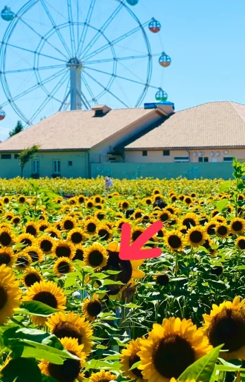 🌻はなさん🌻