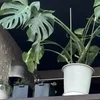 暑いですねのサムネイル